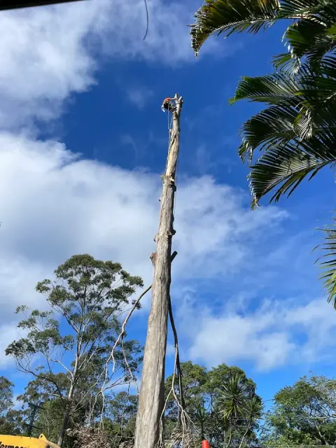 Hinterland Tree and Stump Removal Sunshine Coast cover