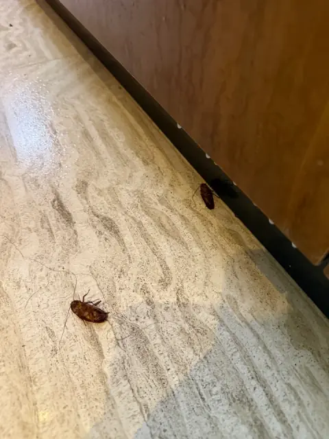 Hire2kill Pest Control cover