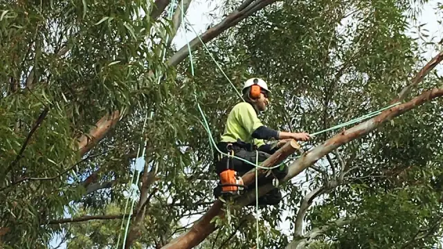 Honest Tree Services cover