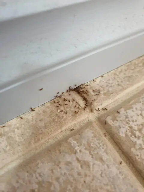 Hooke Pest Control cover