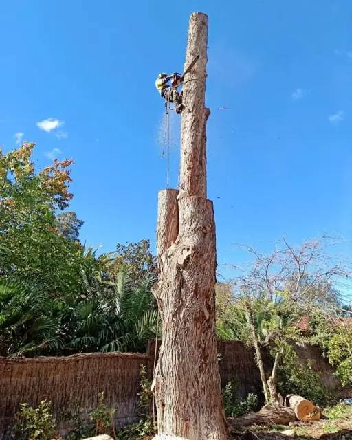 Infinity Tree Services cover