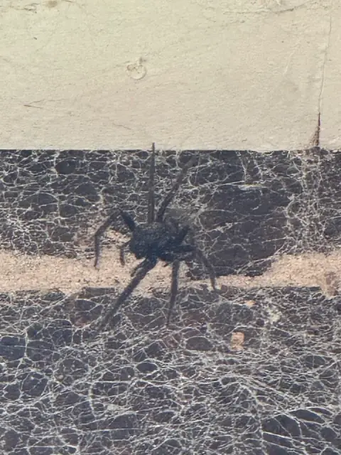 Inspect and Prevent Pest Control