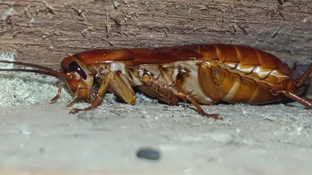 Instinct Pest Management cover