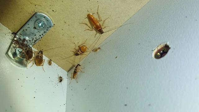 Instinct Pest Management