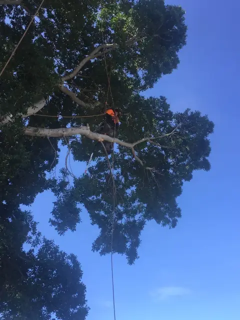 Isaac tree lopping cover