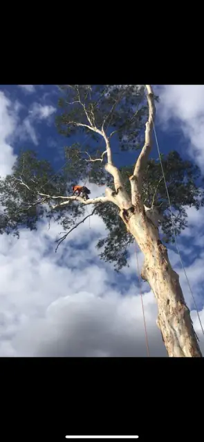 Isaac tree lopping