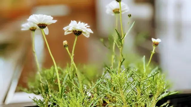 J PLUS Landscaping cover