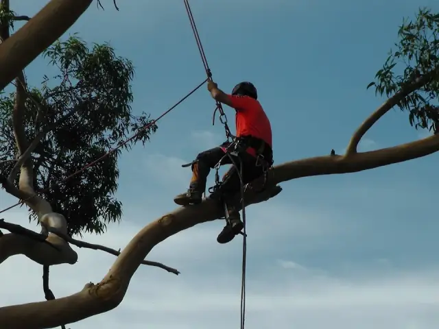 Jack of All Trees