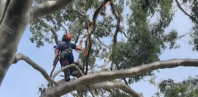 JC Tree Care