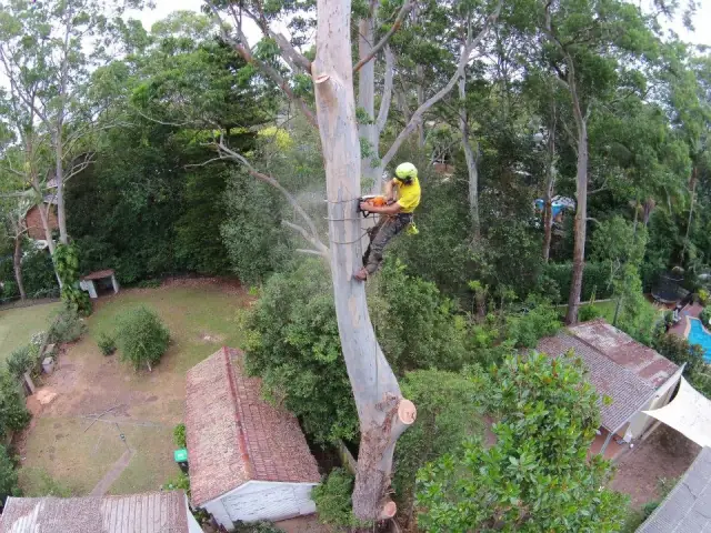 JC Tree Management - Arborist & Tree Services