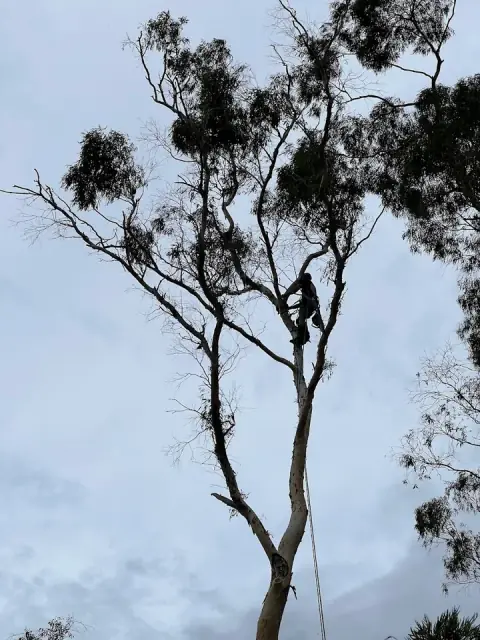 JC Tree Management - Arborist & Tree Services cover