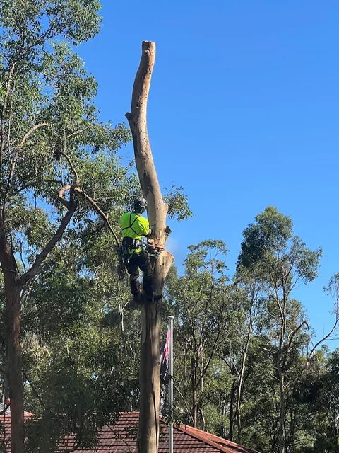 JC Tree Services cover