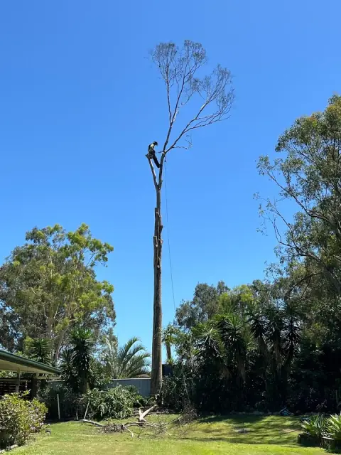 JCL TREE SERVICES