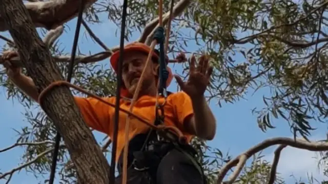 JD tree care