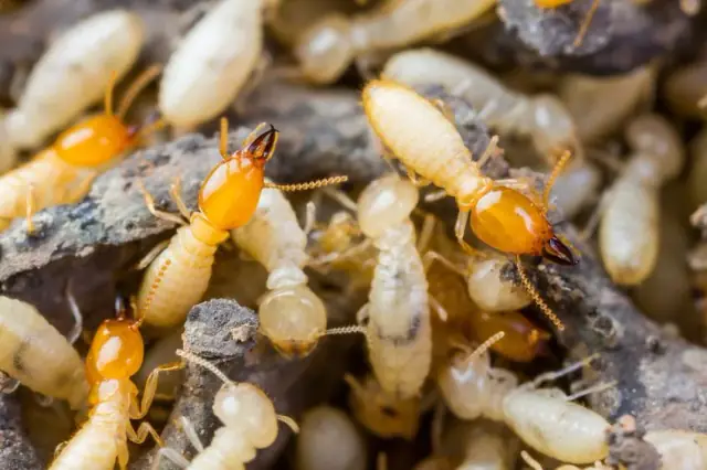 Jets Pest Control Ipswich cover