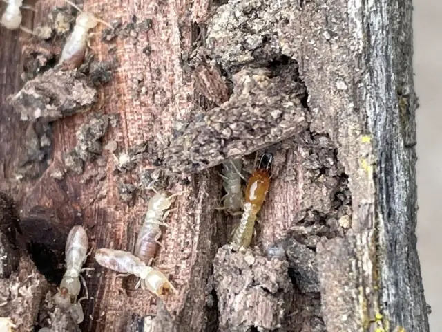Jim's Termite & Pest Control Fairfield cover