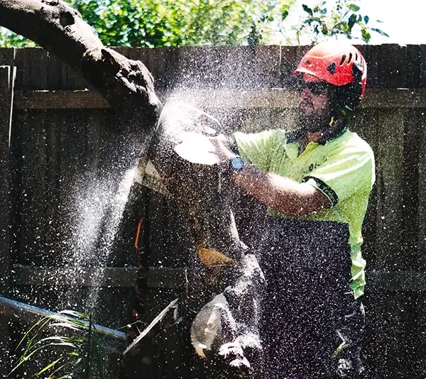 Jim's Trees & Stump Removal cover