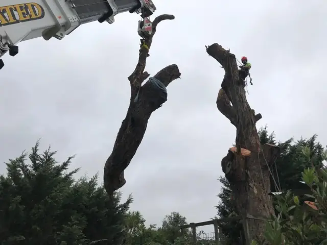 Jim's Trees cover