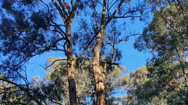 Joel's Tree services