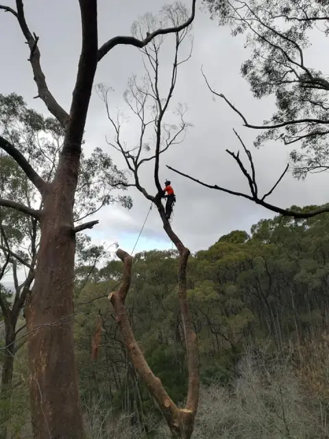 Jolley Trees