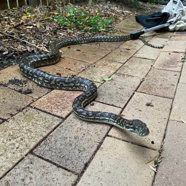 Joshs Snake Catching and Relocation - Brisbane cover