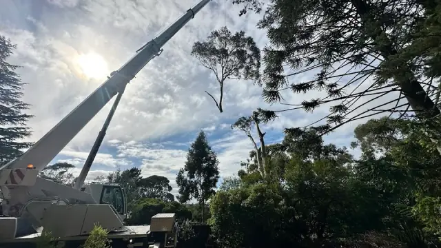 JTK Tree Services