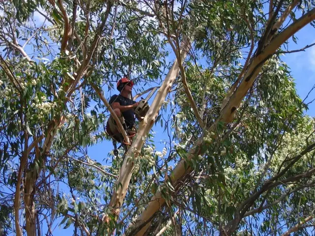 JW Tree Services cover