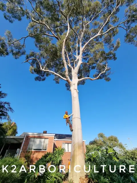 K2 Arboriculture