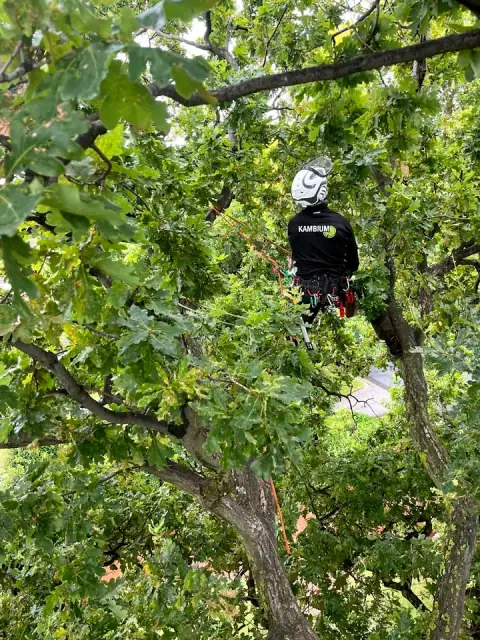 Kambium Arboricultural Services cover