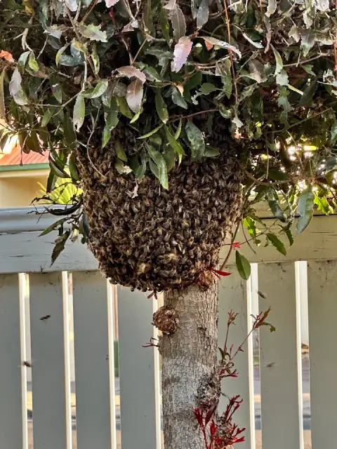 Keith Russell's Bees cover