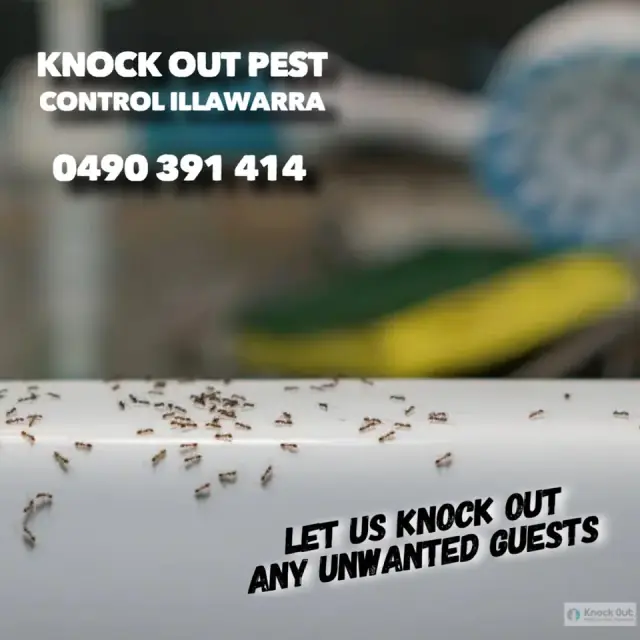 Knock Out Pest & Termite Control Illawarra Wollongong cover