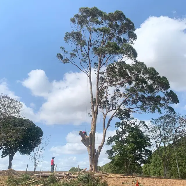 Lampe Tree Care cover