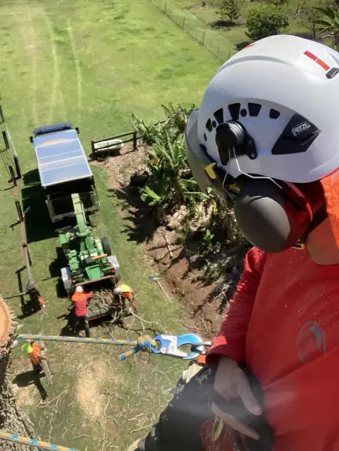 Lampe Tree Care