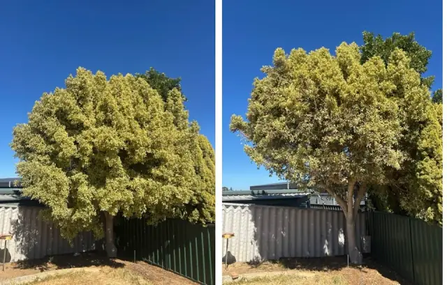 Lawn & Order WA - Lawn and Garden Maintenance