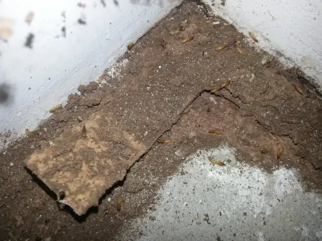Lawson Pest Control cover