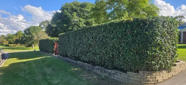 Lawsons yard maintenance