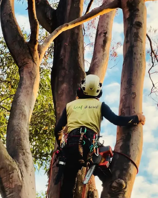 Leaf it to us - Tree Care Specialists cover