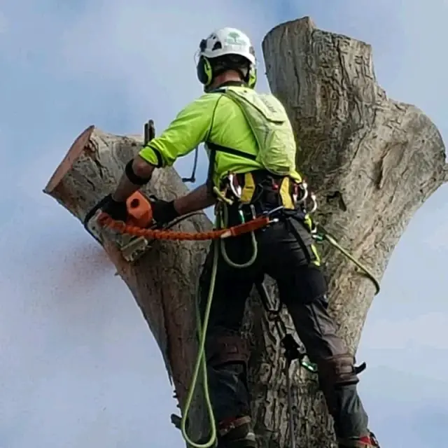 LEEZ TREES - Arborist Tree Pruning & Removal Service