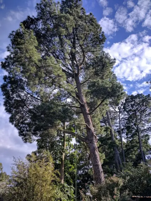 Len McKeown Tree Services cover