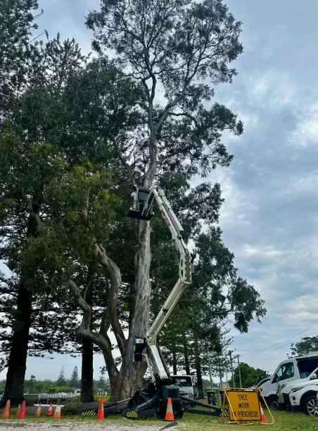 Lennox Head Tree Care