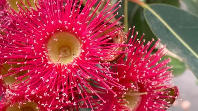 Lifestyle Horticultural Services