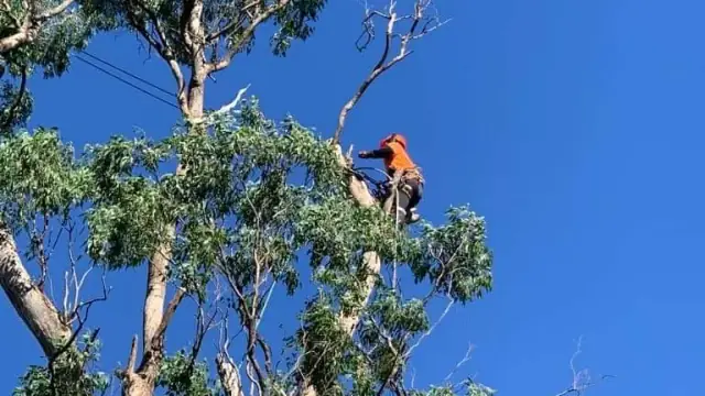 Lj Tree Service