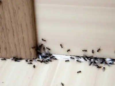 Local Pest Control Illawarra cover