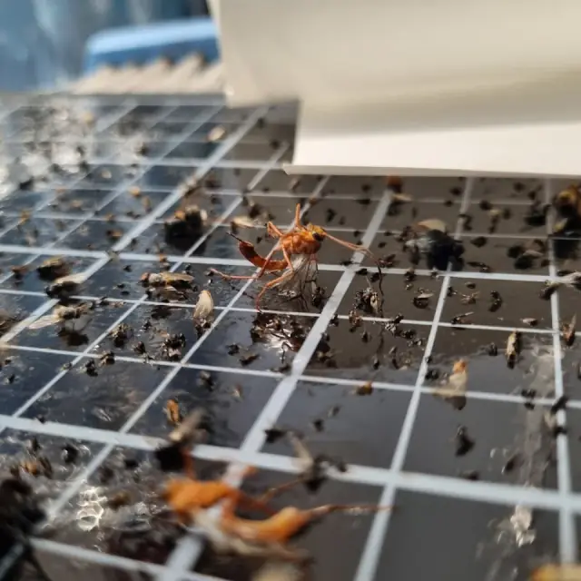 Local Pest Control Pro cover
