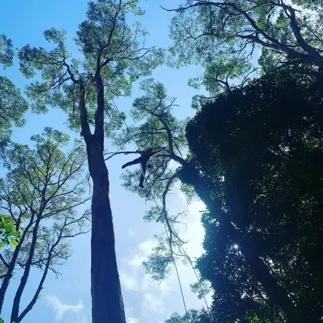 Logzilla Treeworx