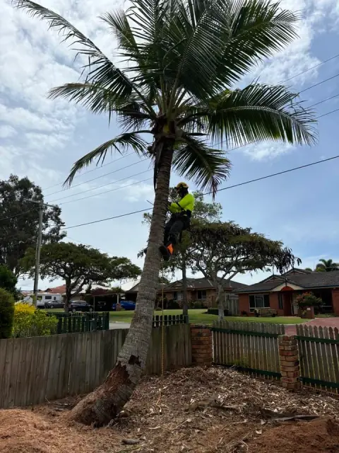 Lop & Drop Tree Care Brisbane