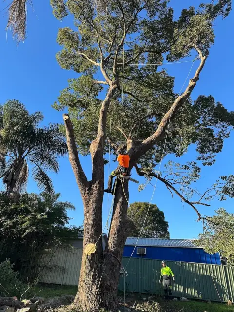 Lord of the trees NSW