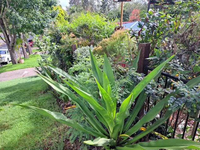 Lowndes Landscape Designs