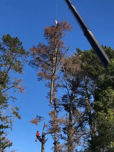 LRB Tree Services cover