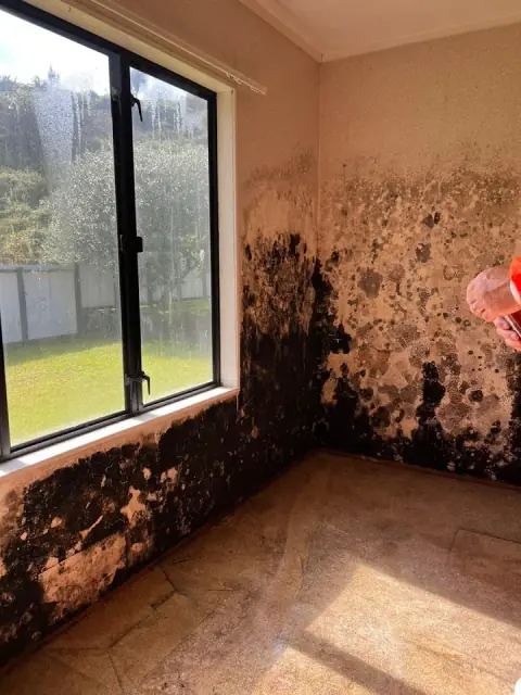 Macdaddy & Co Mould Removal